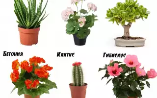 Все про цветы обереги