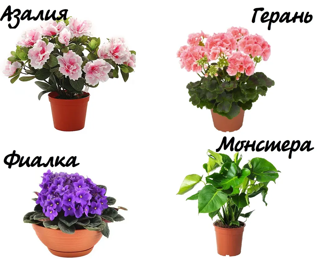 Комнатные растения 