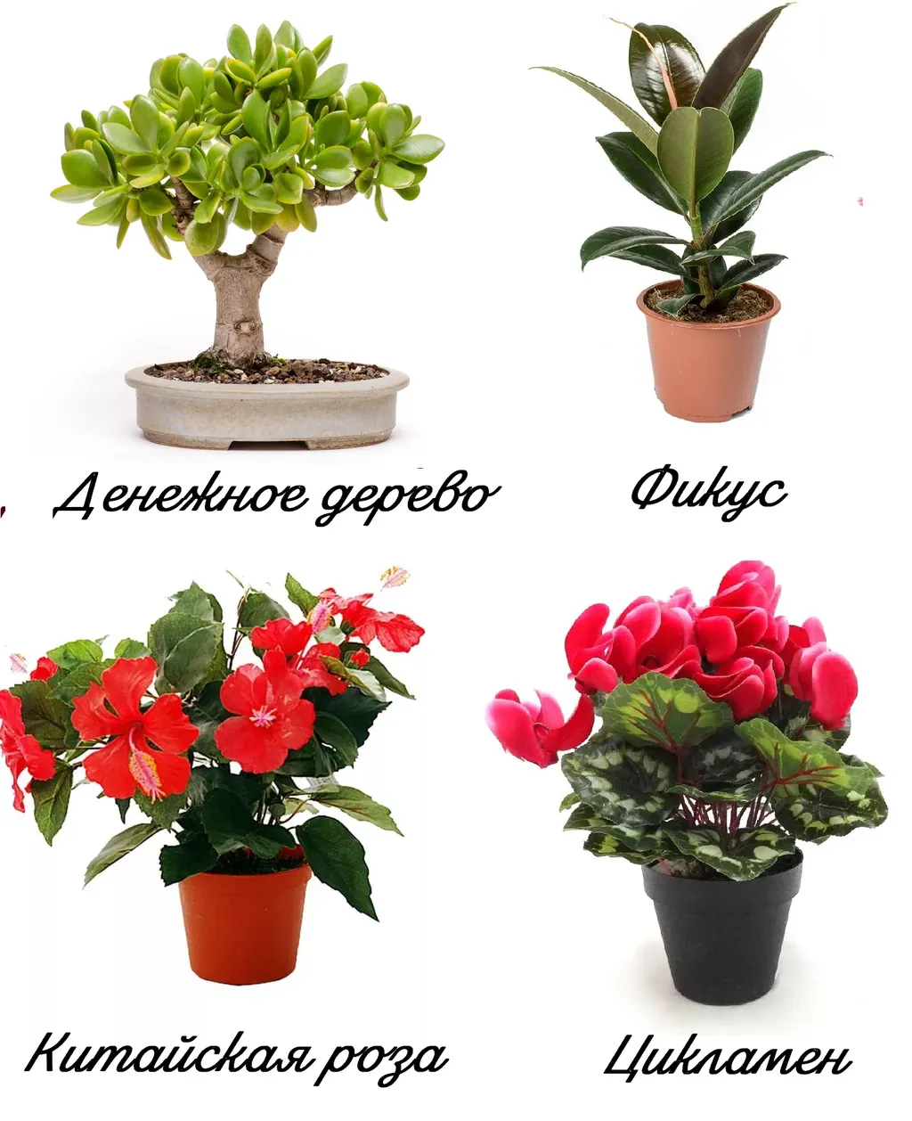 Растения для удачи