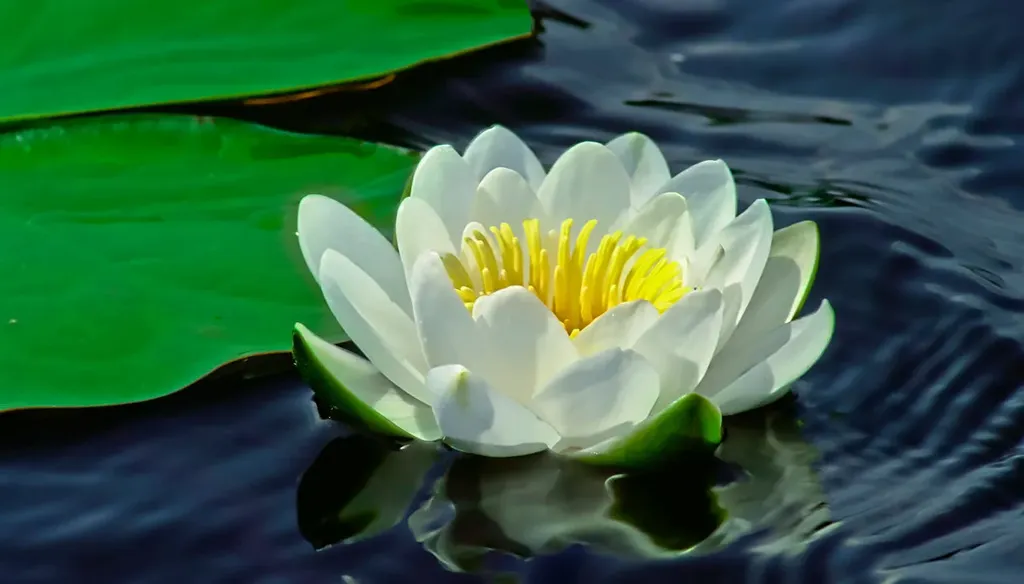 Белая кувшинка