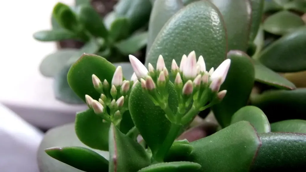 денежное дерево