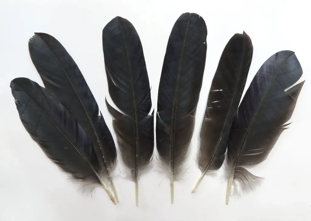 Перо ворона