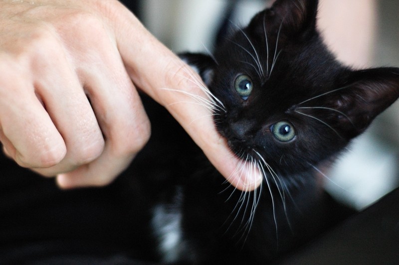 Черный котенок кусает хозяина