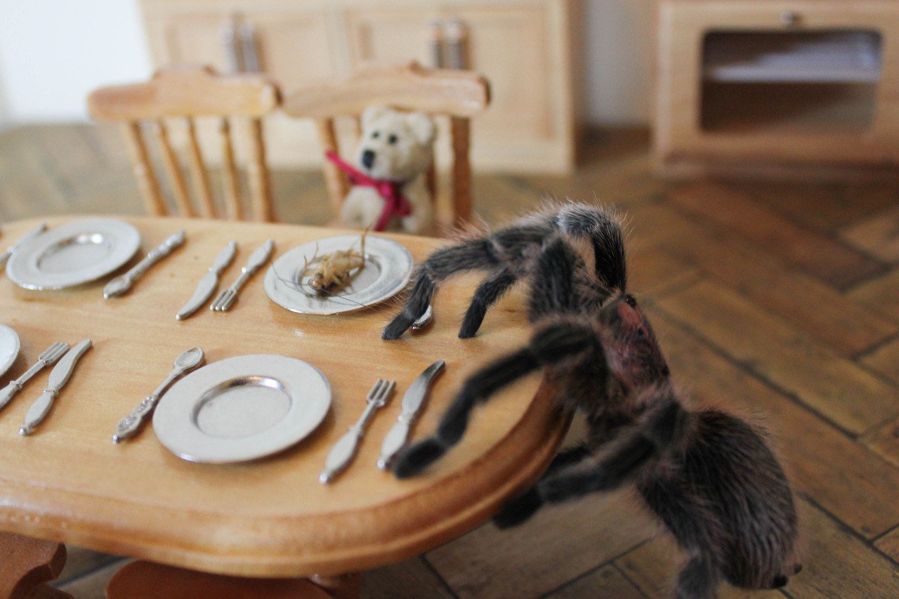 Паук готовит на кухне