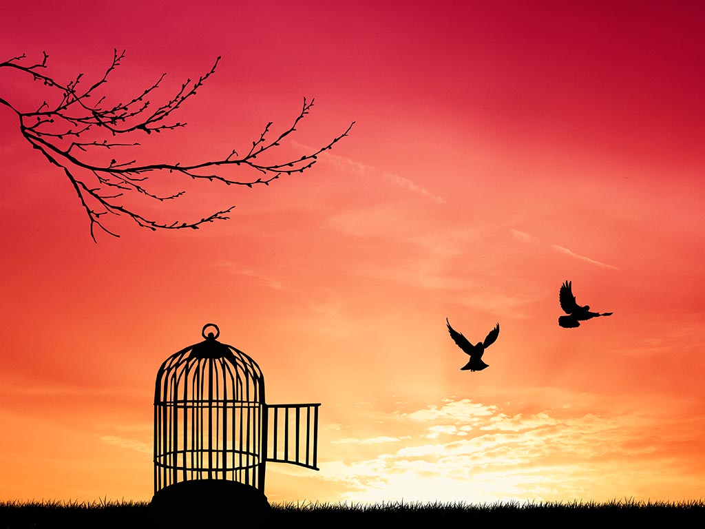 Значение слова фридом