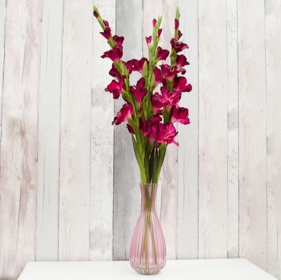 Гладиолус - талисман имени