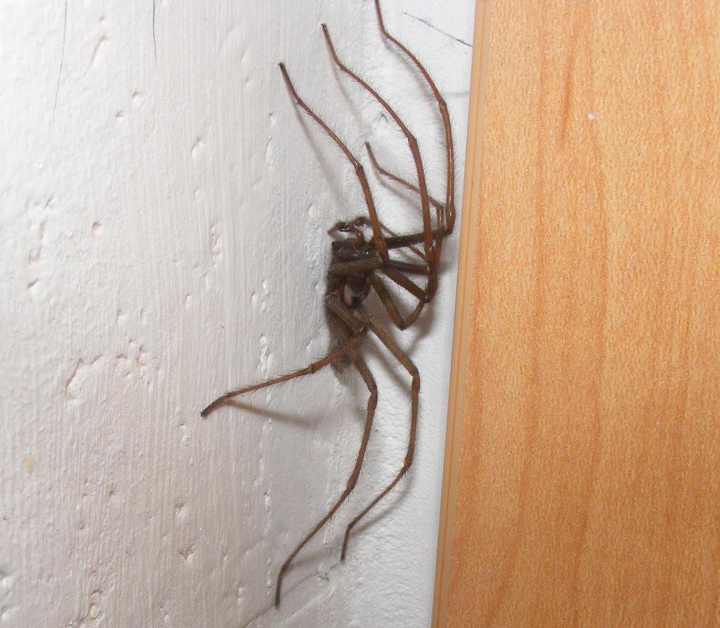 Паук ползет вверх по стене