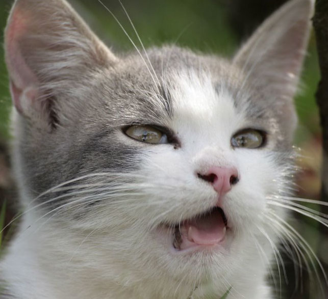 другой кот чихает