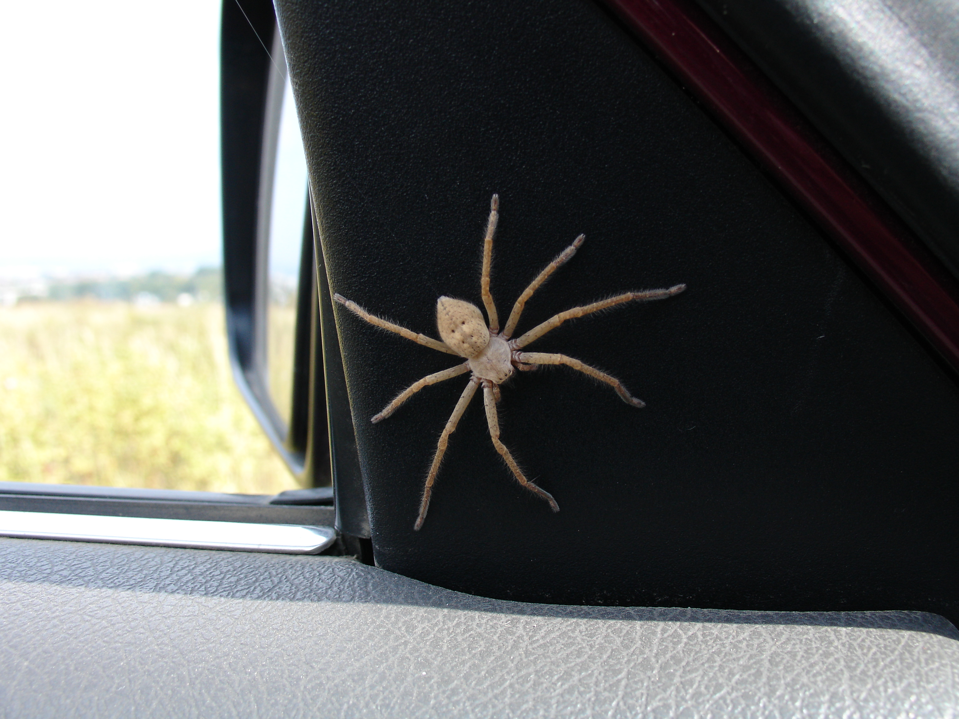 Паук в машине