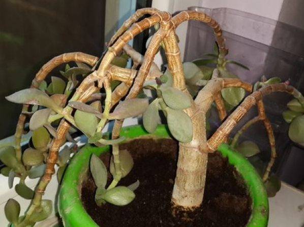 Погибшее денежное дерево