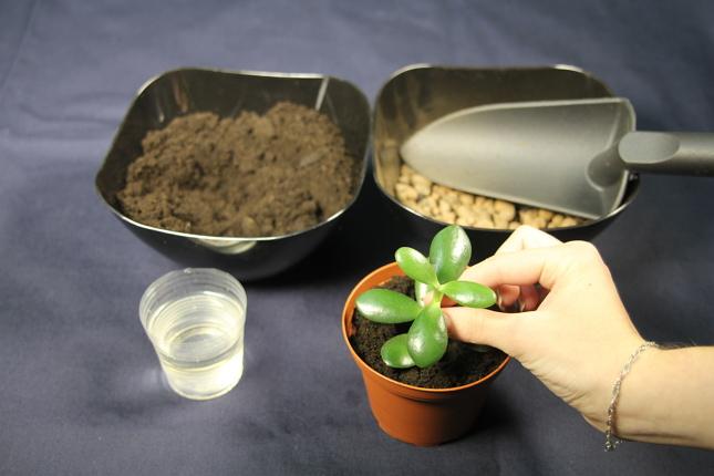 Высадка толокнянки