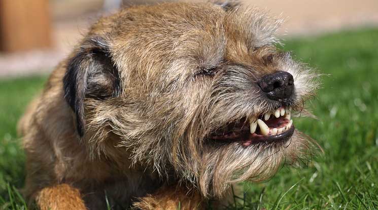 чих собачки