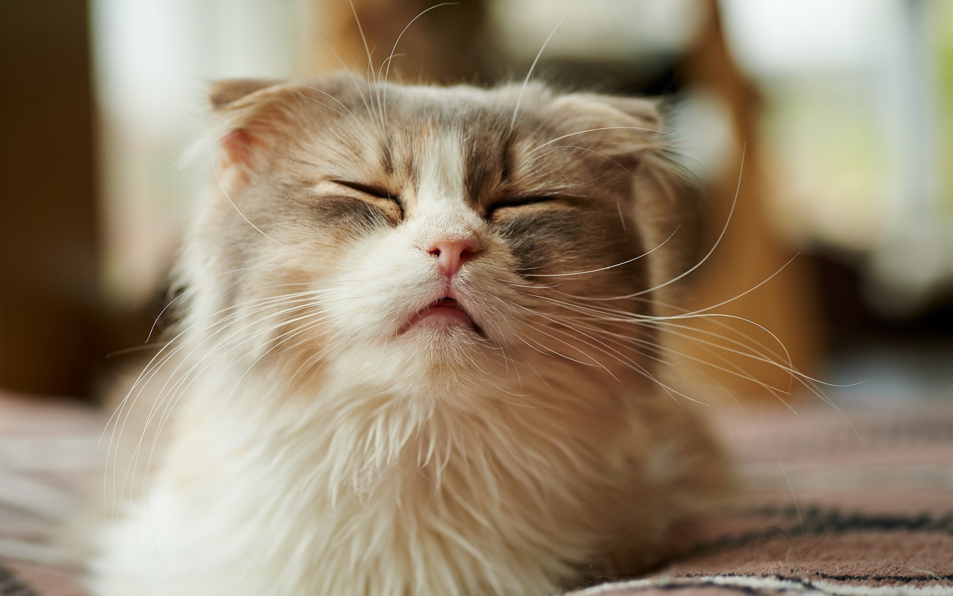 кот щурит глаза