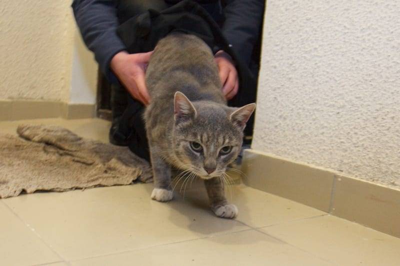 Кошка заходит в дом