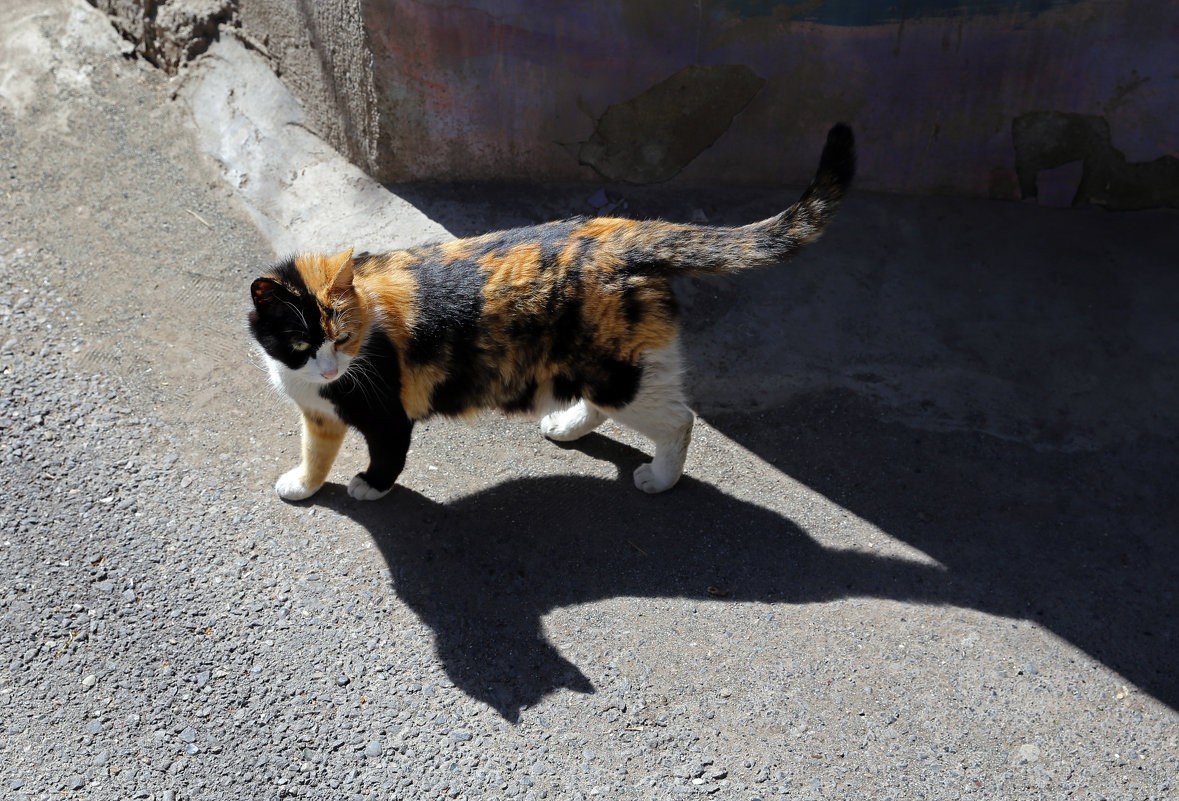 Трехцветная кошка на улице
