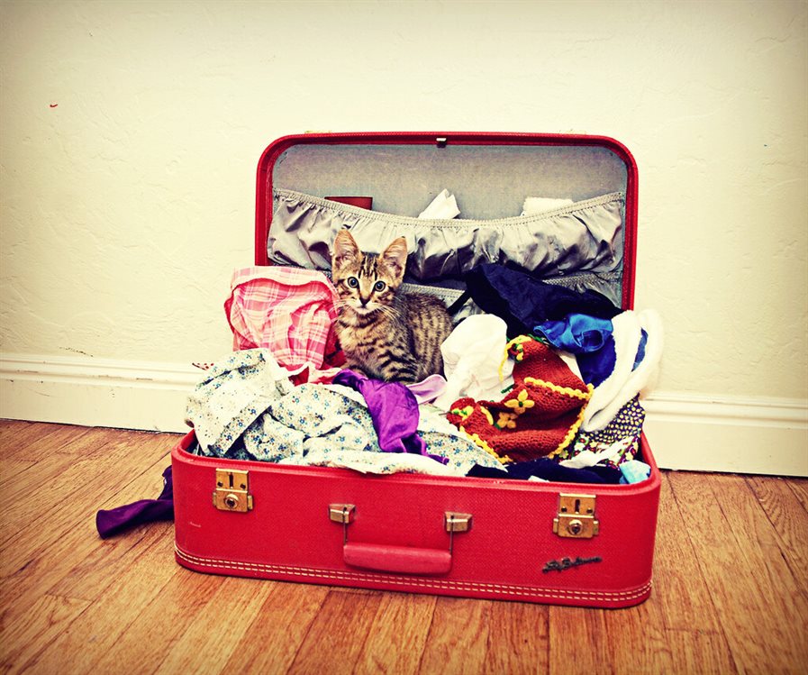 Кот в чемодане