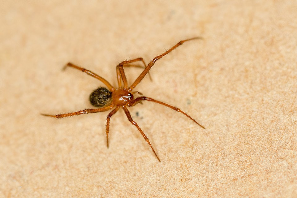 Коричневый паук