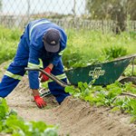 Мужчина работает в огороде