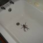 Паук в ванной
