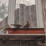 3 птицы возле окна