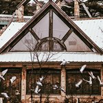 Группа птиц рядом с окнами