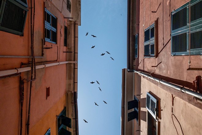Птицы над двумя зданиями
