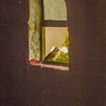 Птица смотрит в окно