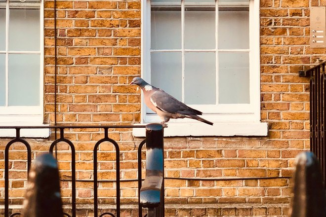 Птица возле белого окна