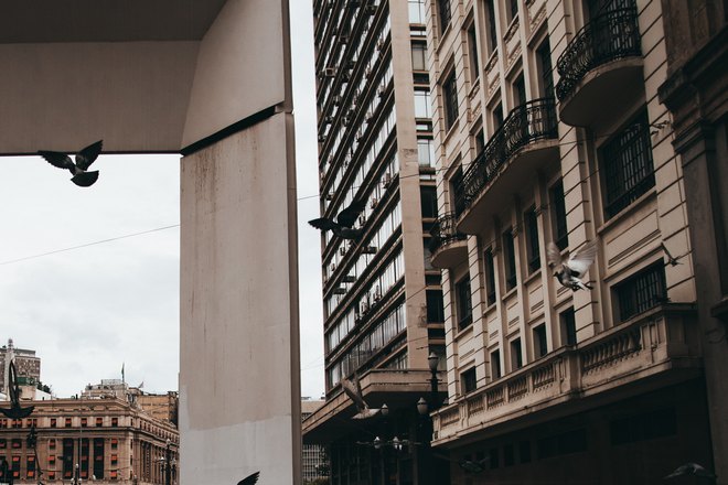 Птицы возле офисного здания