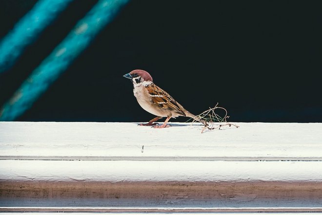 Воробей на подоконнике