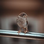 Воробей на жердочке