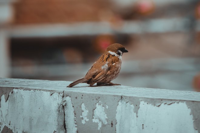 Воробей на бетоне