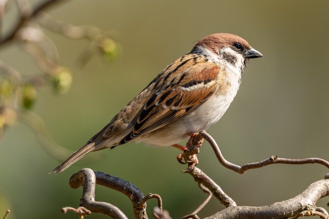 Воробей на веточке