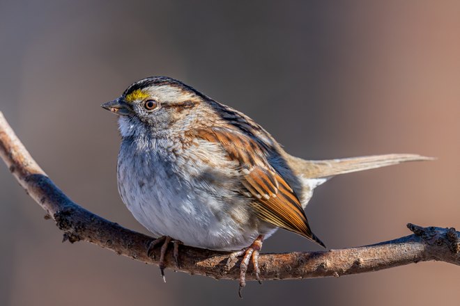 Пушистый воробей
