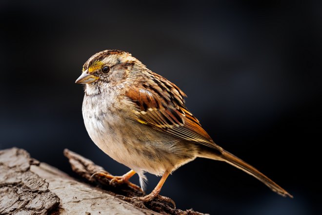 Воробей куда-то смотрит