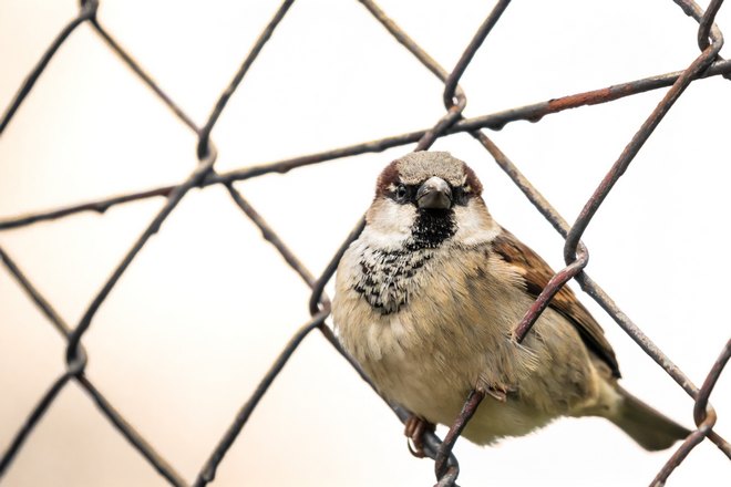 Воробей за сеткой