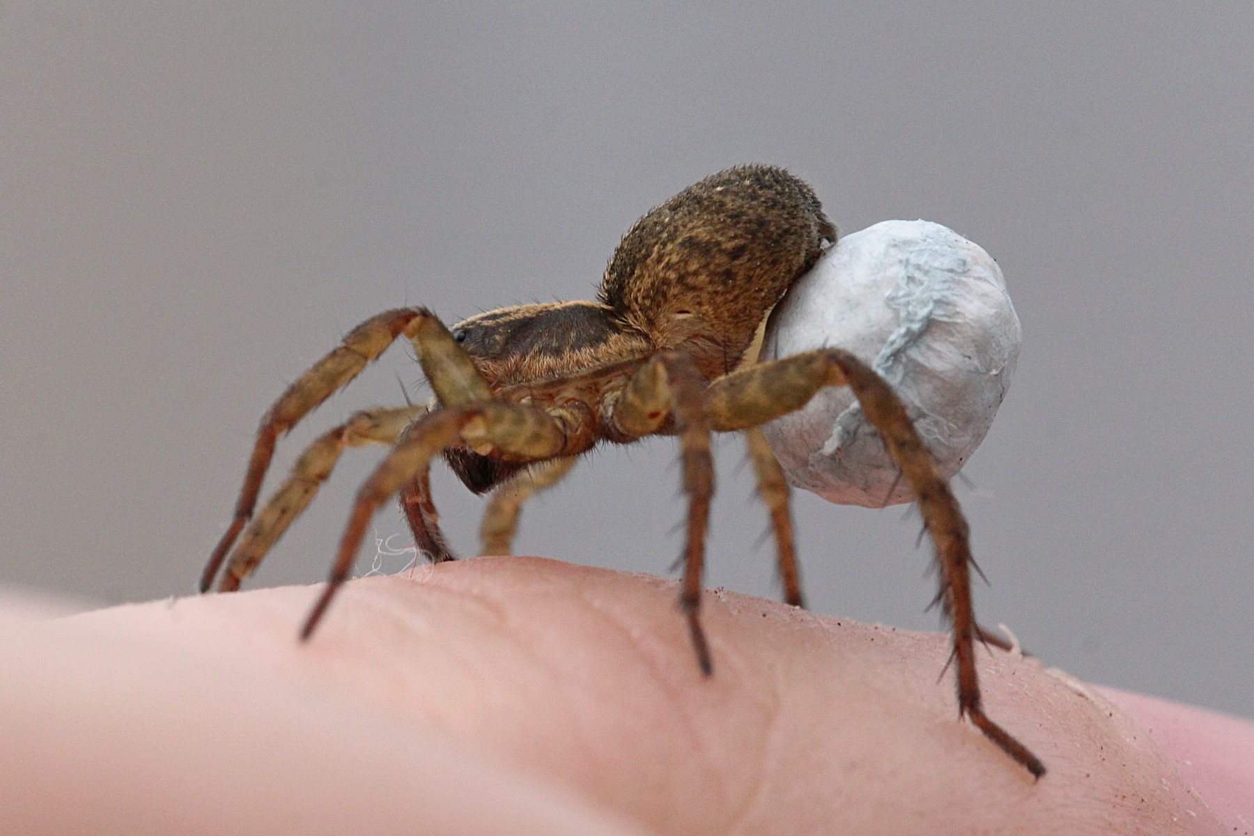 Паук с коконом