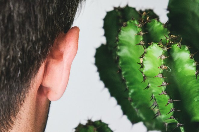 Ухо и кактус
