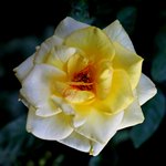 Раскрывающийся бутон желтой розы