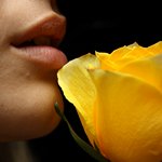 Желтая роза возле губ