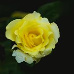 Светло-желтая роза