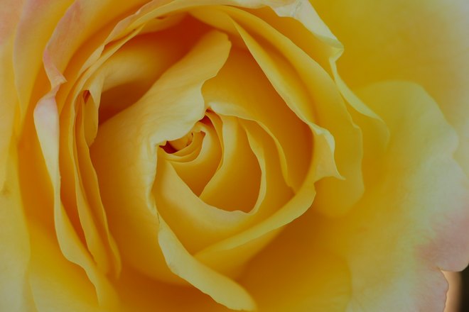 Желтая роза крупным планом