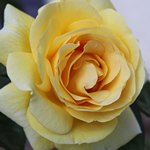 Одна желтая роза