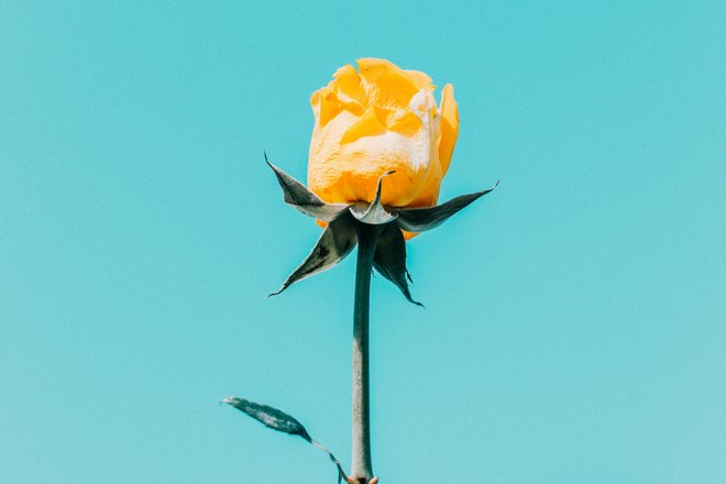 Одинокая желтая роза