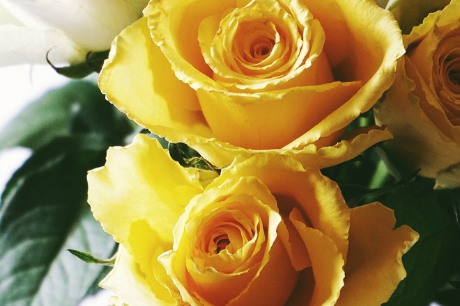 Несколько желтых роз
