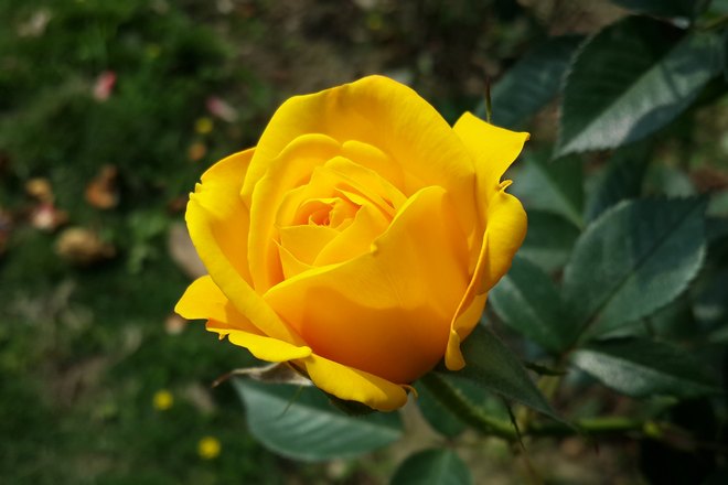Желтая роза