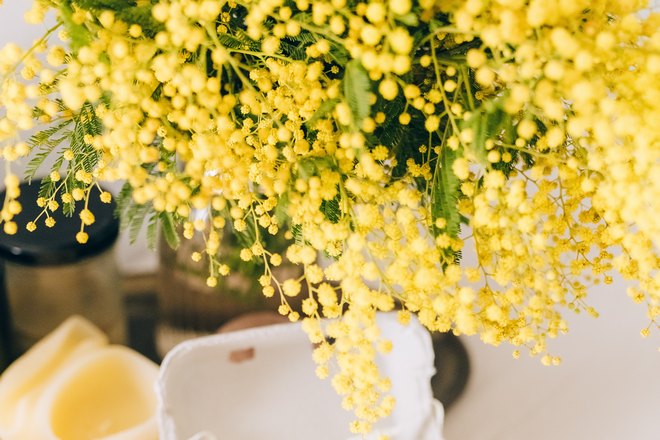 Желтая мимоза