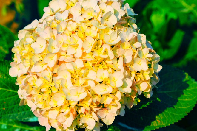 Желтая гортензия