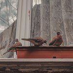 3 голубя возле окна