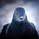 Голубь с белой полосой на клюве